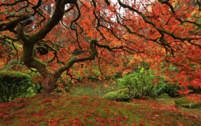 Explore the Top 10 Fall Activities In and Around Portland, Oregon